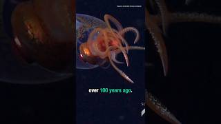 First Live COLOSSAL SQUID Sighting (and it’s a baby)!