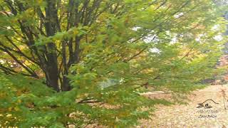 Carpinus betulus 'Columnaris' habr obecný