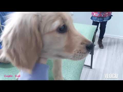 Видео: Нохойны хүзүүвчийг хэрхэн яаж хийх вэ
