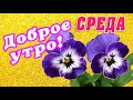 СРЕДА 🎺 ДОБРОГО УТРА / ДОБРОЕ УТРО / С ДОБРЫМ УТРОМ / ДОБРОГО УТРА ЛЮБИМОЙ / ОТКРЫТКА / ПОЖЕЛАНИЯ 🎺