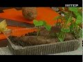 Выращивание батата на вашем участке - Удачный проект - Интер