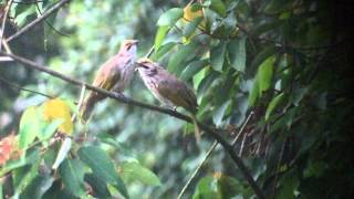 Strawheaded Bulbul At Dairy Farm Singapore