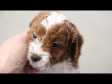 Norman Yoder's Cavapoo Puppies