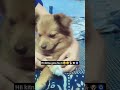 hii kitna gora hu m😅😂🐶🧿#funny #tarndeng#pets#shortvideo#comedy#vairlvidoe#catchy#funnyreel#eyecatchy