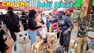 Chợ phiên Hải Phòng hôm nay có Husky, Rottweiler, mông cộc, chó phong Thủy. 