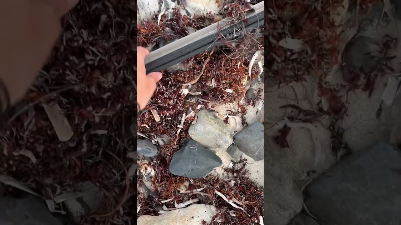 Nettoyage de plage 🏝️ 