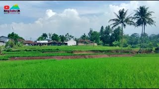 INDAHNYA KAMPUNG CIMELATI DESA PESAWAHAN CICURUG