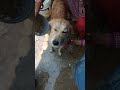 Puppy Dog Morning Bath time Fun #puppy #dog #pets