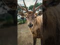 Majestic Antlered Deer Up Close in the Wild 🦌 | Nature Power Shot #shorts