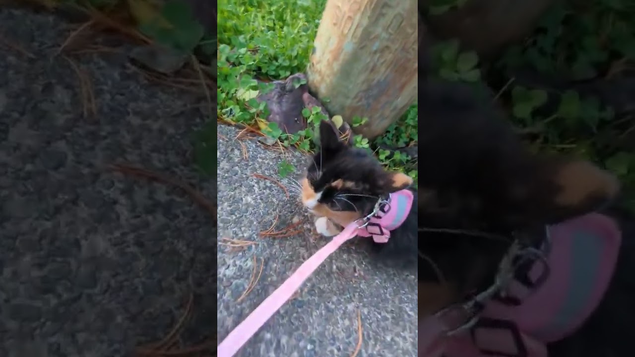 Dinky da Kittah  Missing My Girlfriend 