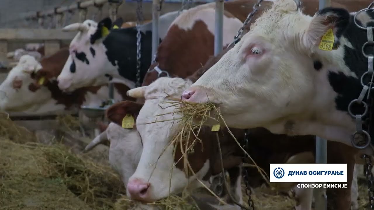 Složno, uspešno! ep. 254 28.01.2025. Farma Miloradović, Glogovac kod Jagodine, mlečno govedarstvo