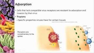 Chapter 05 Viral Structure &amp; Life Cycle - Cowan - Dr. Mark Jolley
