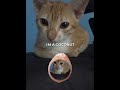 im a coconut