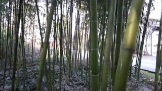 Phyllostachys Bambusoides Madake, Giant Timber Bamboo