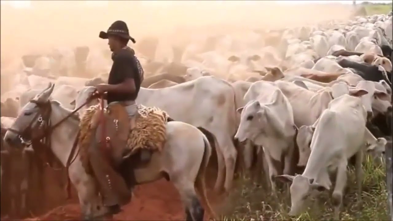 Poeira vermelha   o hino do sertão