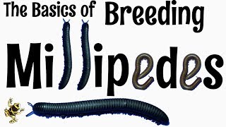(OUTDATED) Breeding Millipedes