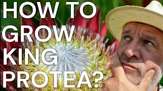 How to Grow and Care for King Protea - Protea cynaroides