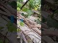 15 06 2016 Когда снимать пакетики с прививок ЗхЗ