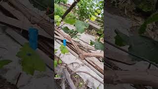 15 06 2016 Когда снимать пакетики с прививок ЗхЗ
