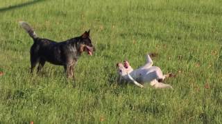 Adopt Laredo from Texas Cattle Dog Rescue
