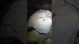 Bat Flies Out Of A Pink Cave