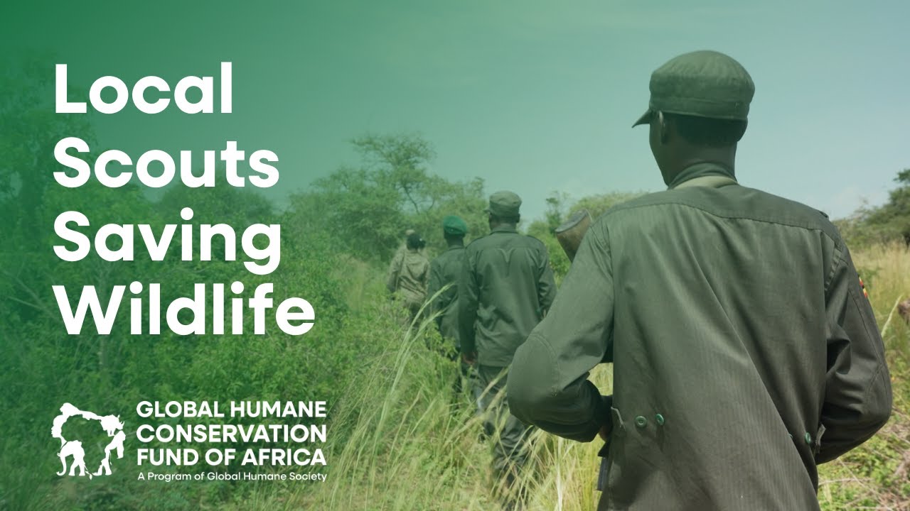 Community Scouts on the Frontline of Conservation in Uganda