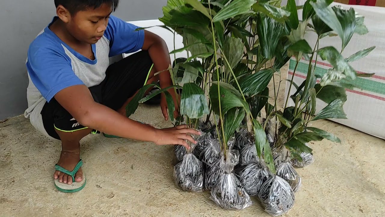 PENGIRIMAN BIBIT AREN GENJAH, BIBIT AREN GENJAH, HARGA BIBIT AREN GENJAH, CARI BIBIT AREN GENJAH