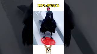 カラスが天才と呼ばれる理由
