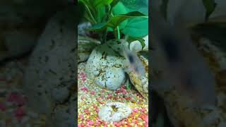 Corydoras #corydoras #fish #acquario #aquarium #pesci #animali #animals #cute