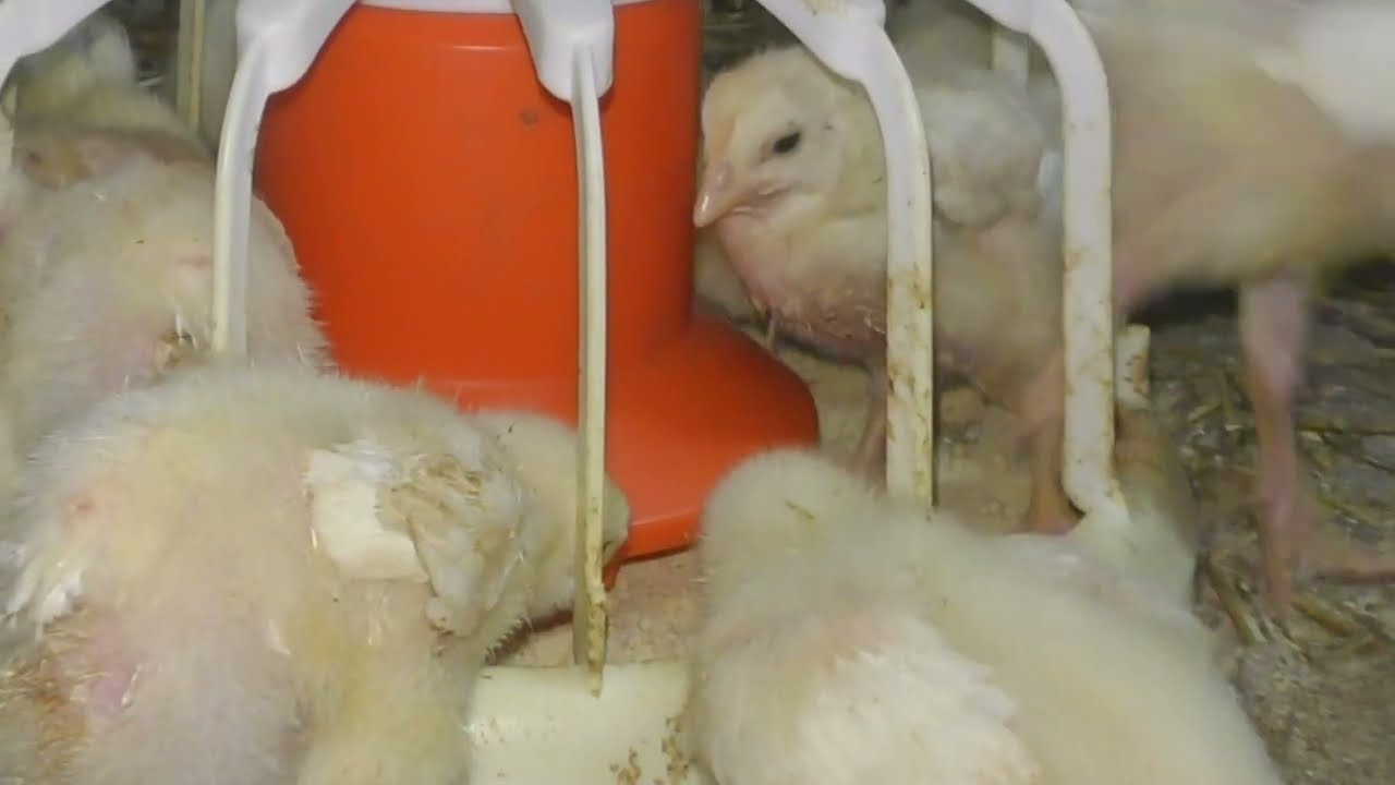 Feed For Broiler Chickens Own Production Feeding Broilers YouTube feed-for-broiler-chickens-own-production-feeding-broilers-youtube