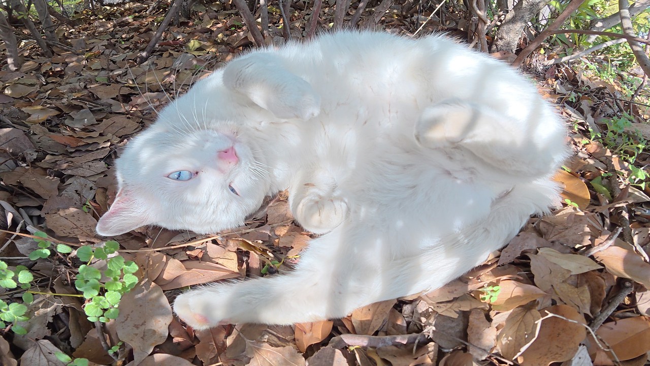 Пока я наблюдал за мирно спящим белым котом, ко мне подошёл кот в смокинге.