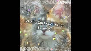 maine coons r so silly #therian #therianthropy #viral #animal #mainecoon #furry #edit #silly