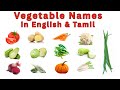 🍅🥔Vegetables in English & Tamil | Easy Learning for Beginners and Kids with Simple Sentences🥕🥦