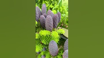 Spyderco Paramilitary 2 OD Green G10 CPM S90V