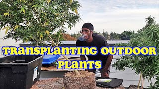 Transplanting Outdoor Plants