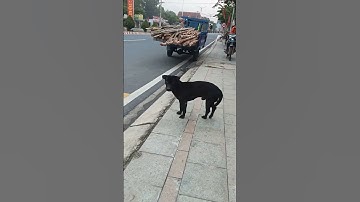 Chú Mực ngại lên sóng #pets #love #cute #shortvideo #dogs #dog #like #shorts #short