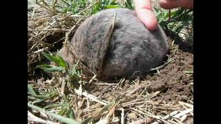 Слепыш Обыкновенный Spalax Microphthalmus В Окрестностях Озера Ялпуг