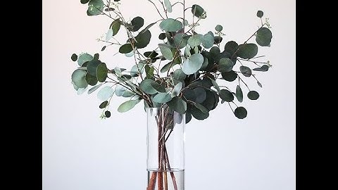 How to model "Eucalyptus Bouquet" in Speed tree and render it in 3dsmax and corona