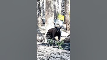 BEAR Encounter in Sequoia National Park 🐻🇺🇸