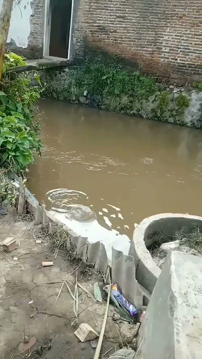 kejadian lucu saat mancing 😂 #shorts #viral #storywa  #mancingkali #ikannila