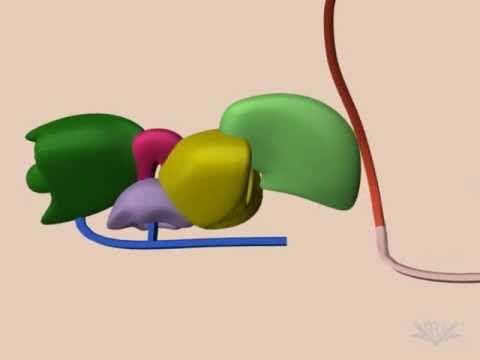 Video: Hvordan splejses præ-mRNA?