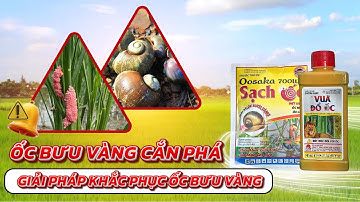 Giải pháp quản lý ốc bưu vàng tối ưu, một lần phun hiệu quả kéo dài không lo ốc gây hại.