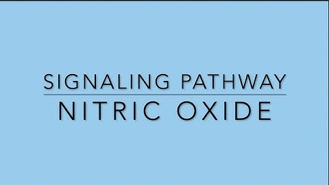 Nitric Oxide Signaling Pathway