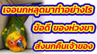 #เจอนกหลุด #ส่งนกคืนเจ้าของ #วิธีป้องกันนกหลุด