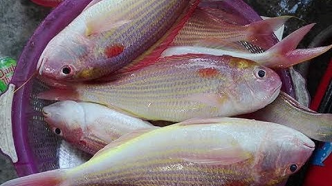 Câu cá biển Nha Trang, Việt Nam - Cá đổng bùn - 甘鯛釣り