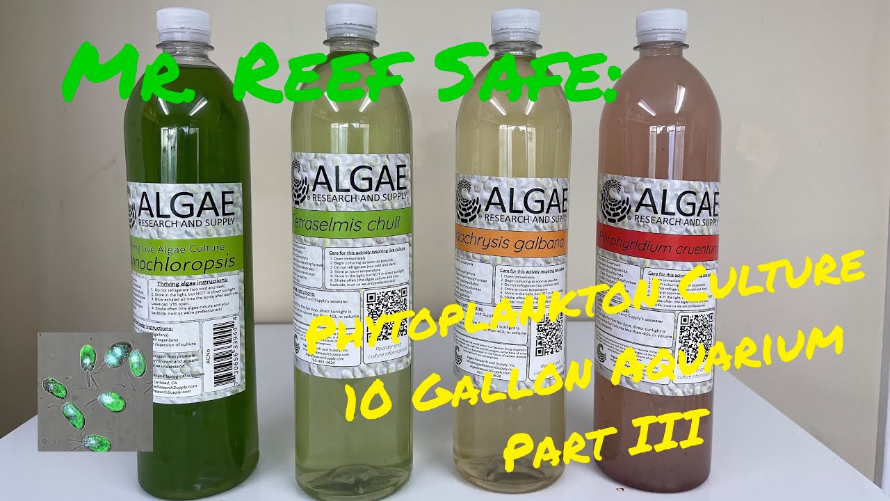 Phytoplankton Culture 10 Gallon Aquarium Part III YouTube