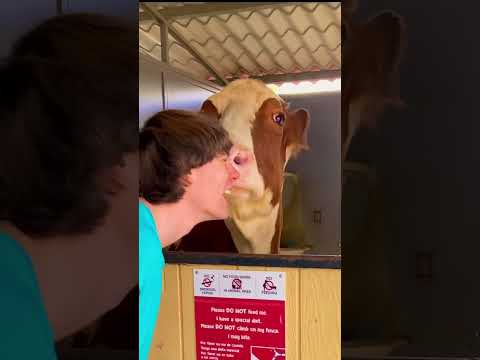 #Cow #Kisses
