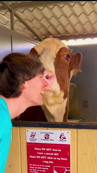 #Cow #Kisses