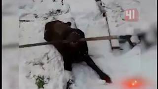 Раненый лабрадор-поводырь идёт на поправку / Новости Раненый лабрадор-поводырь идёт на поправку / Новости