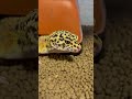 ミルワームを食べるレオパ #shorts